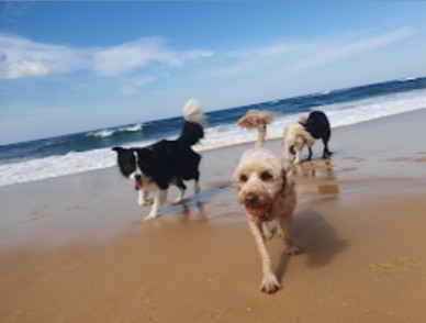 North Avoca Dog Beach