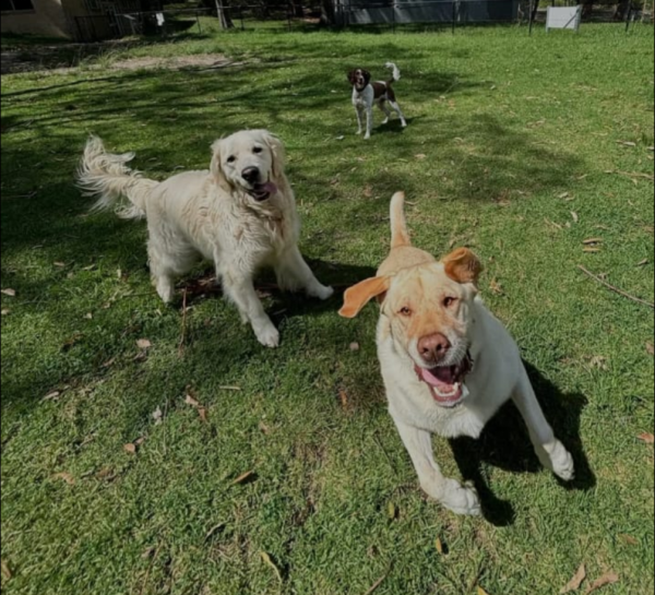 Forestville Dog park