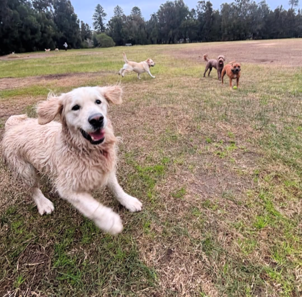 Hinkler Dog Park