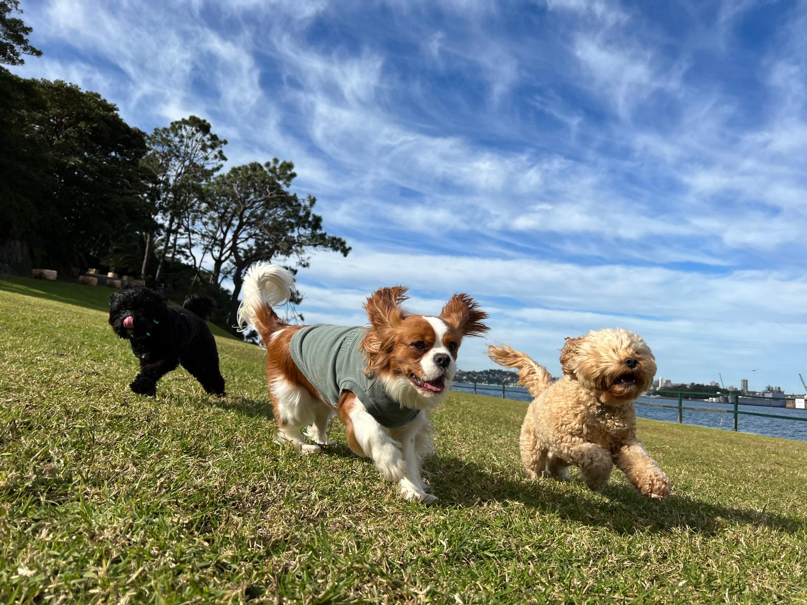 Off Leash Dog Park