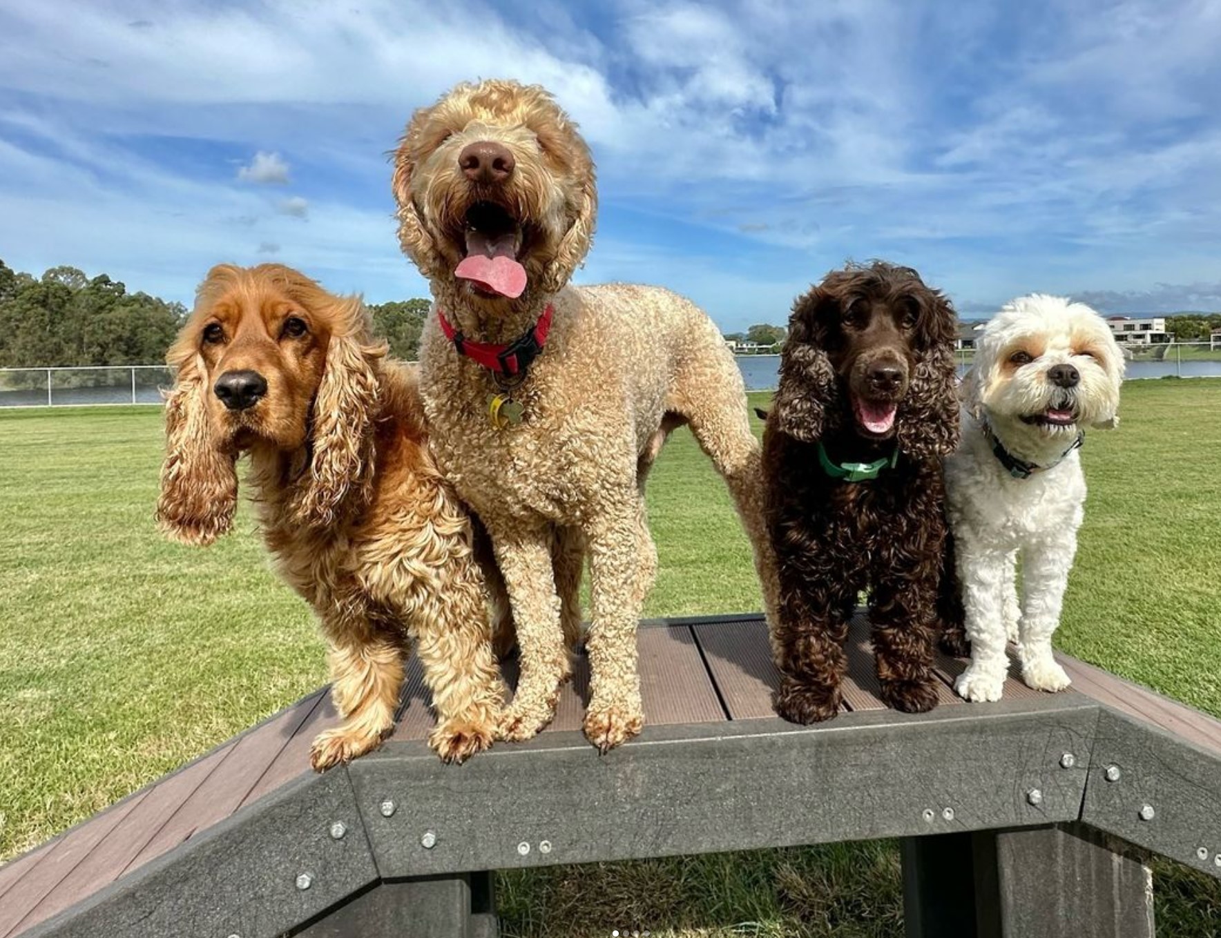 Gold Coast Dog Walking