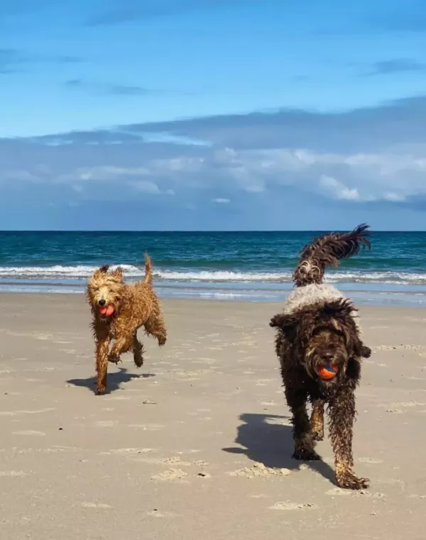 West Beach Dog Beach