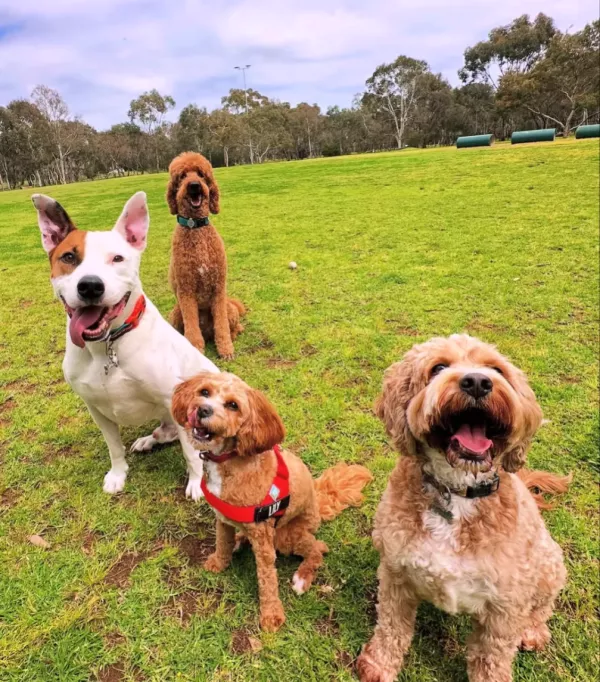 North Adelaide Dog Park