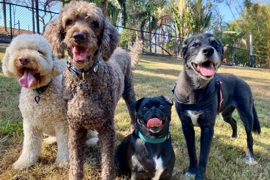 Brisbane Dog Walkers