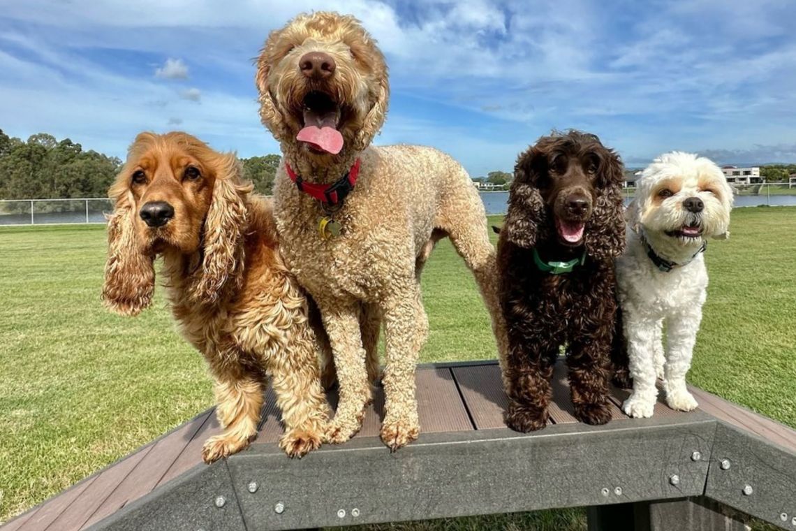 Gold Coast Dog Walking