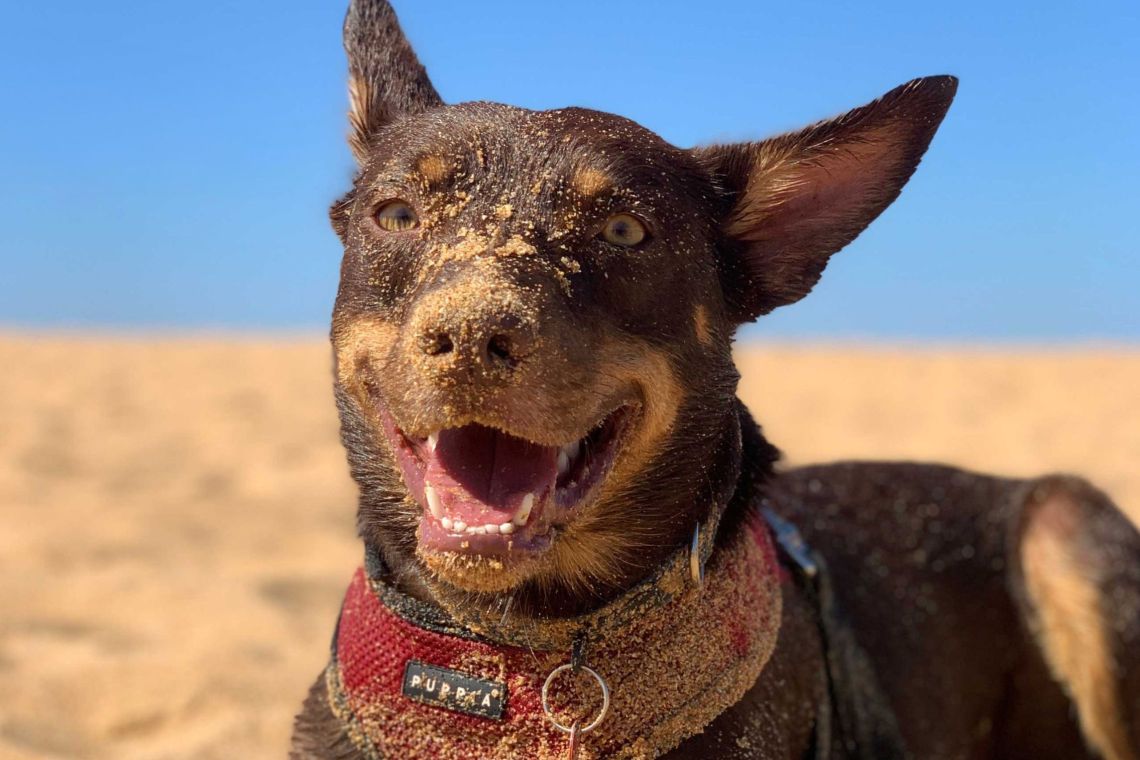 A well behaved dog at the beach