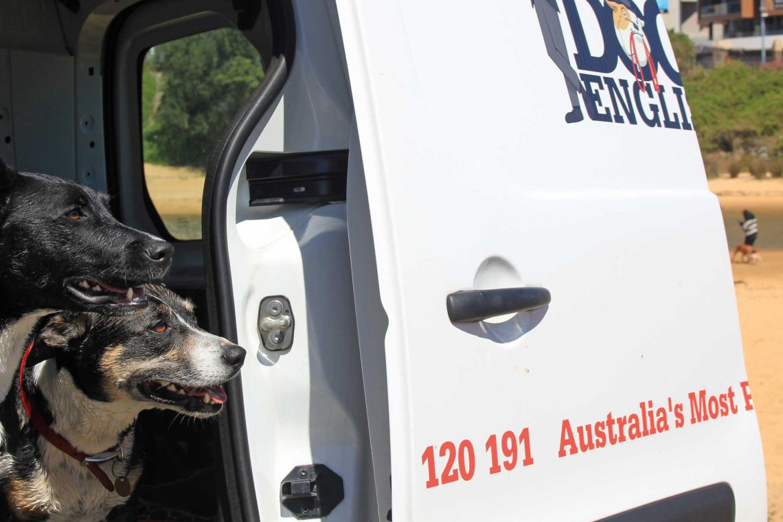 Dogs walked by Mad Dogs & Englishmen in one of our air-conditioned vans