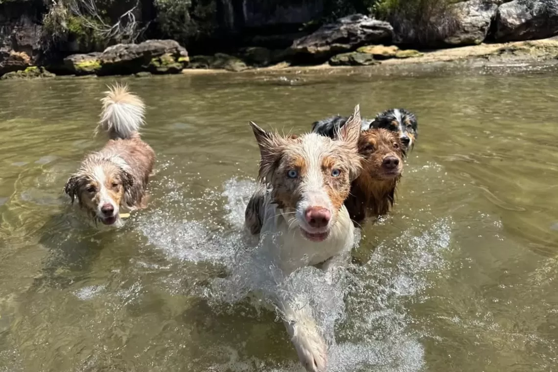 Gold Coast Dogs Swimming