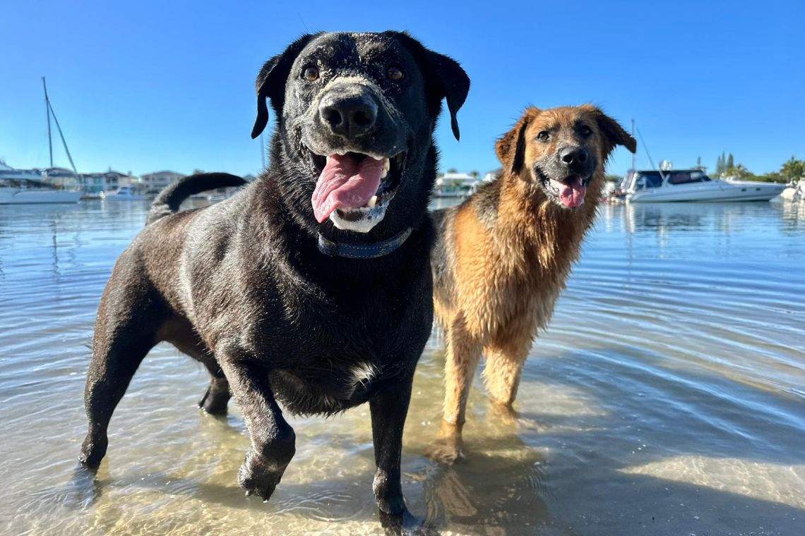 Dogs in water