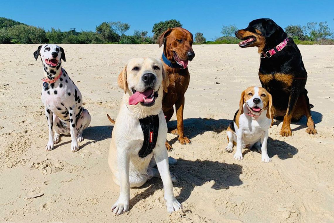 Dogs enjoying a walk on the beach. Doggy Daycare by with Mad Dogs & Englishmen