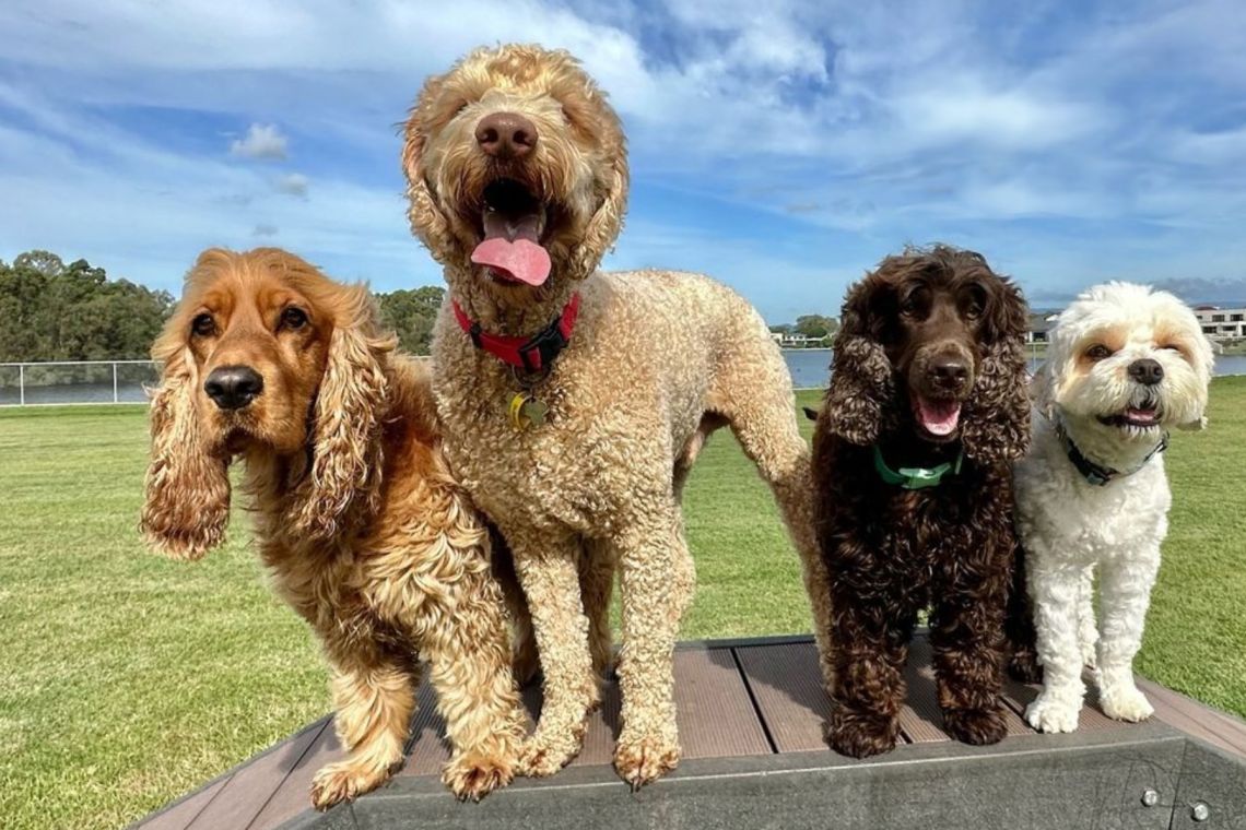 Four dogs posing on a bench during a mad dogs dog walk