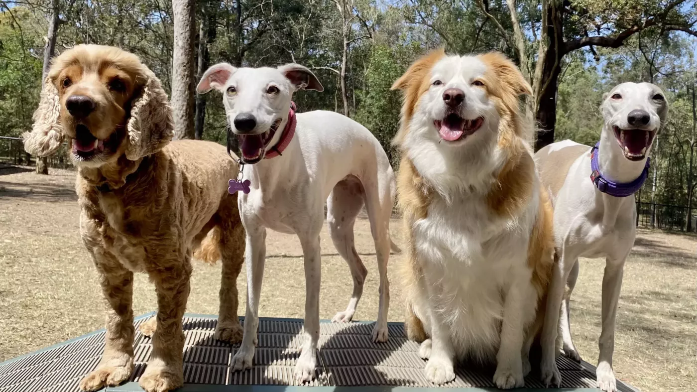 Brisbane Dogs