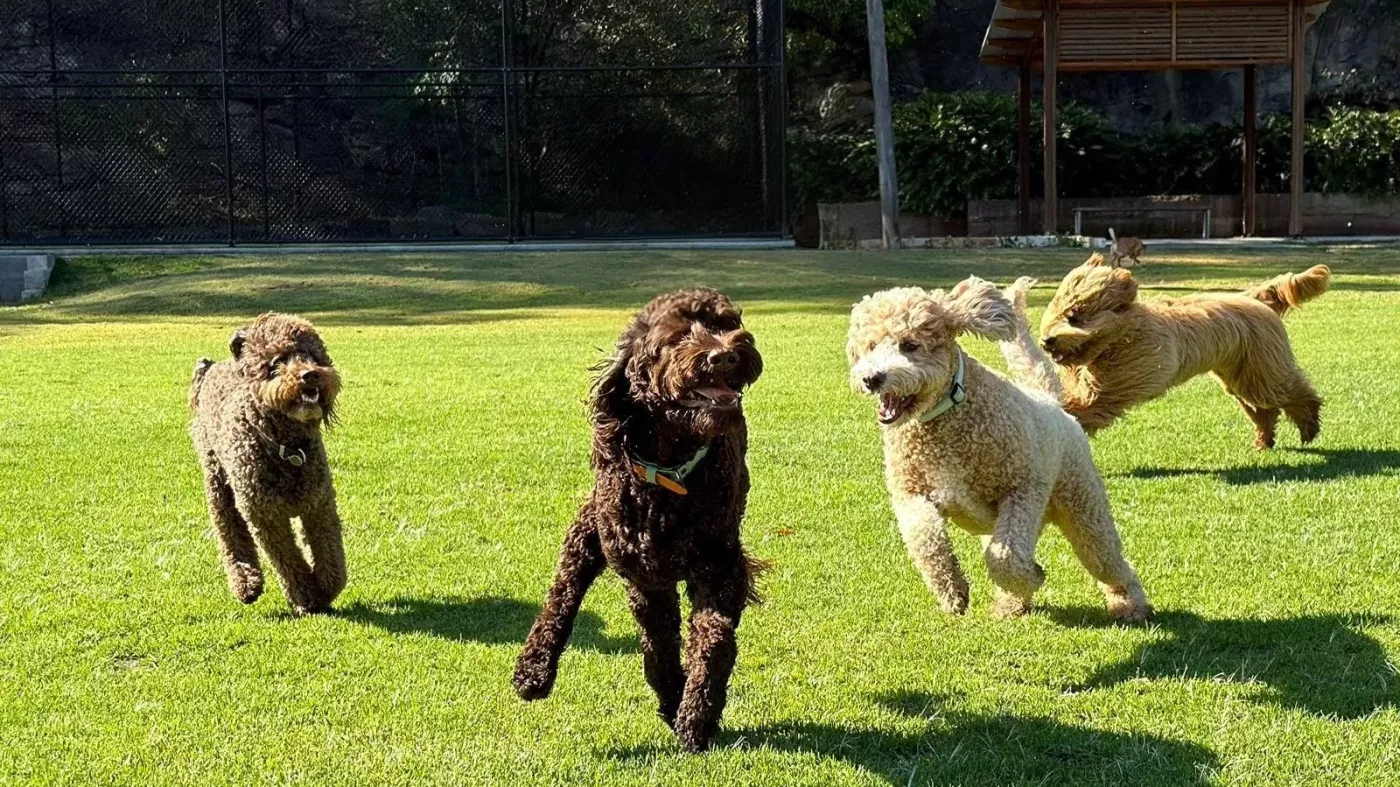 Dog Walking Canberra