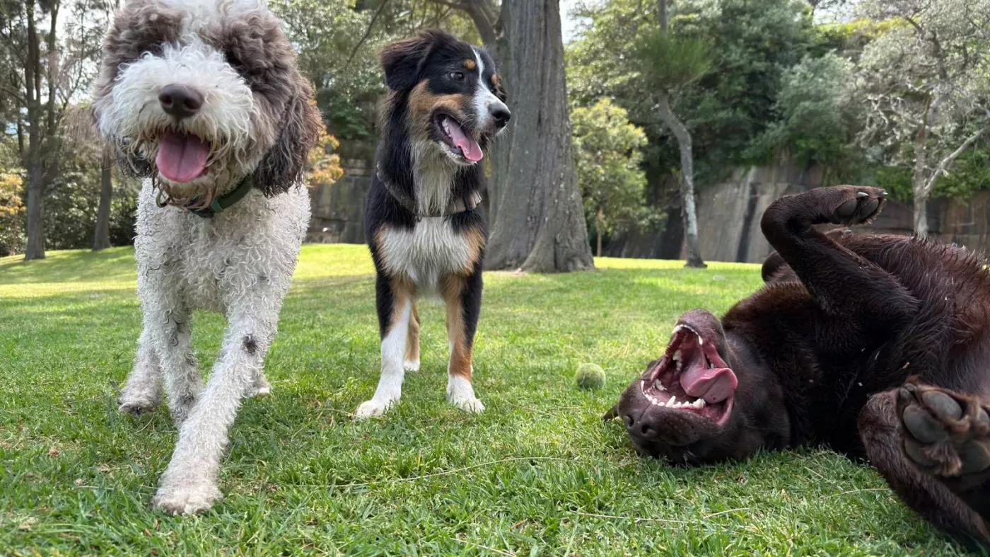 Adelaide Dog Walker