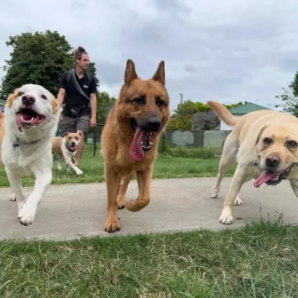Dog Walker Brisbane West