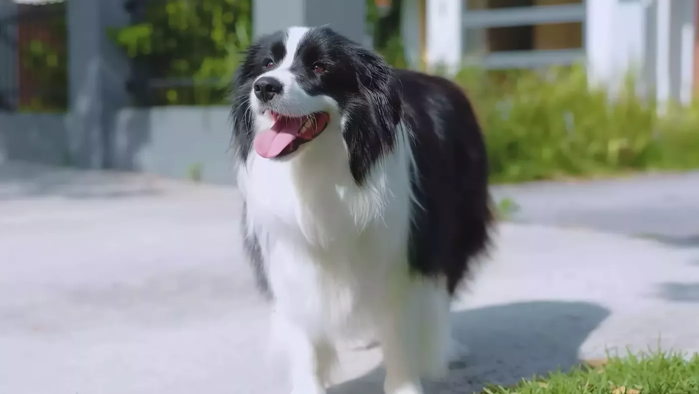 Australia's trusted dog walking service