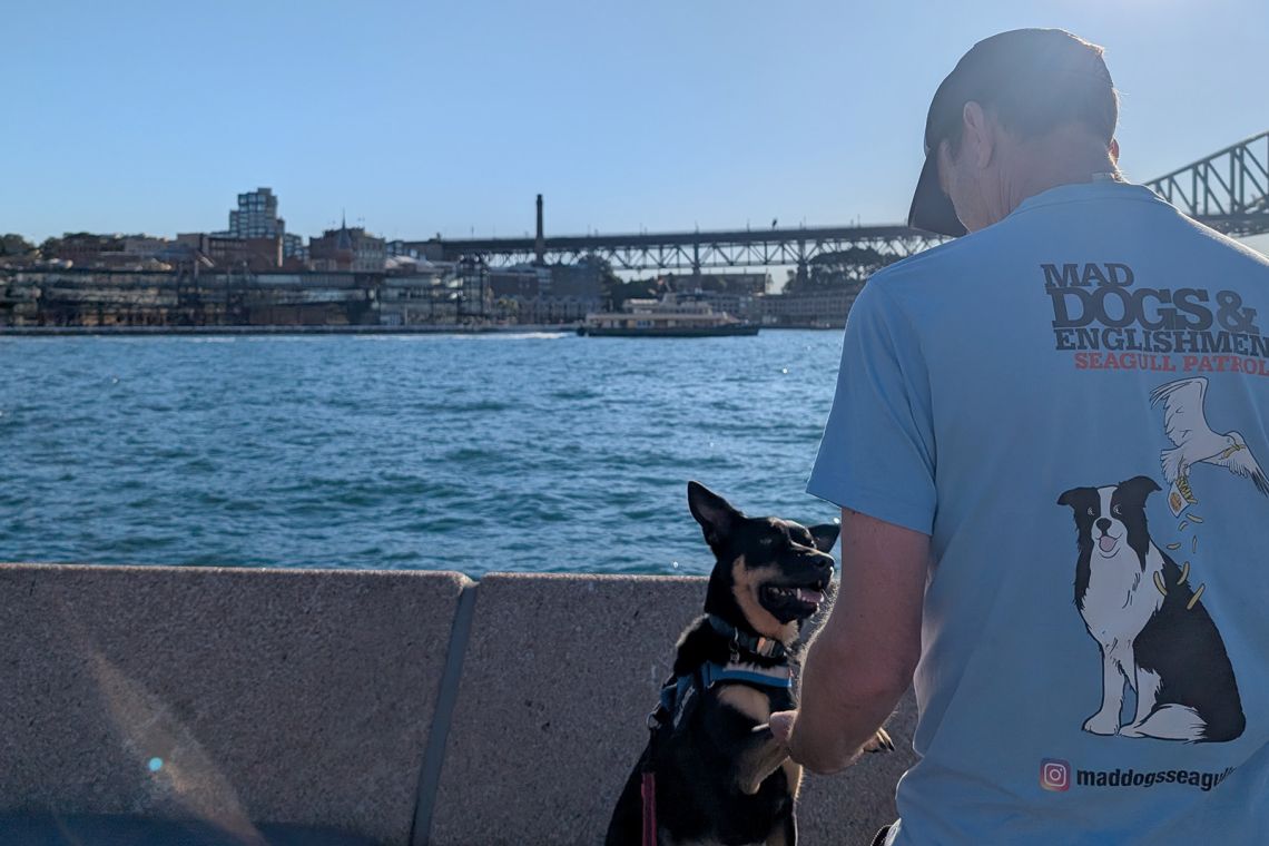 Person training dog