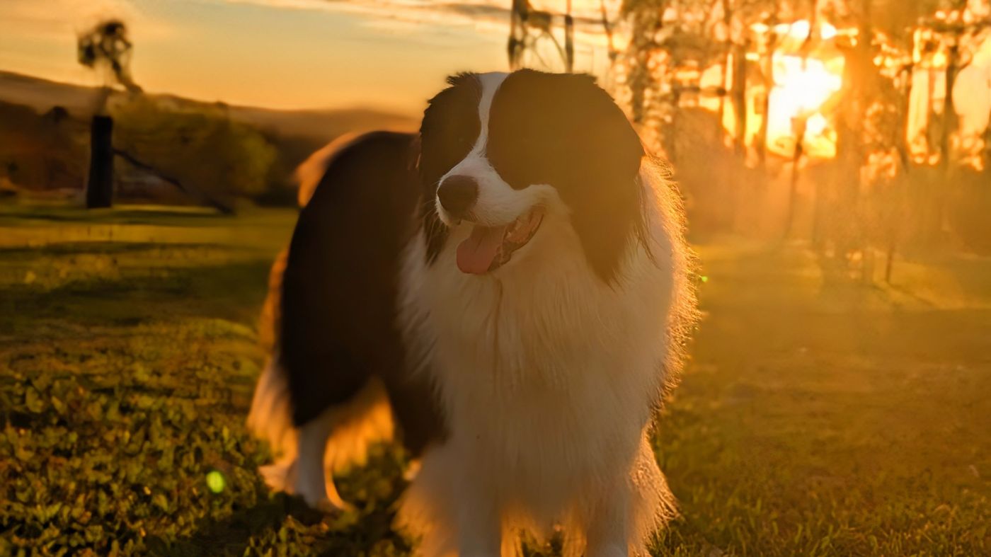 Border Collie