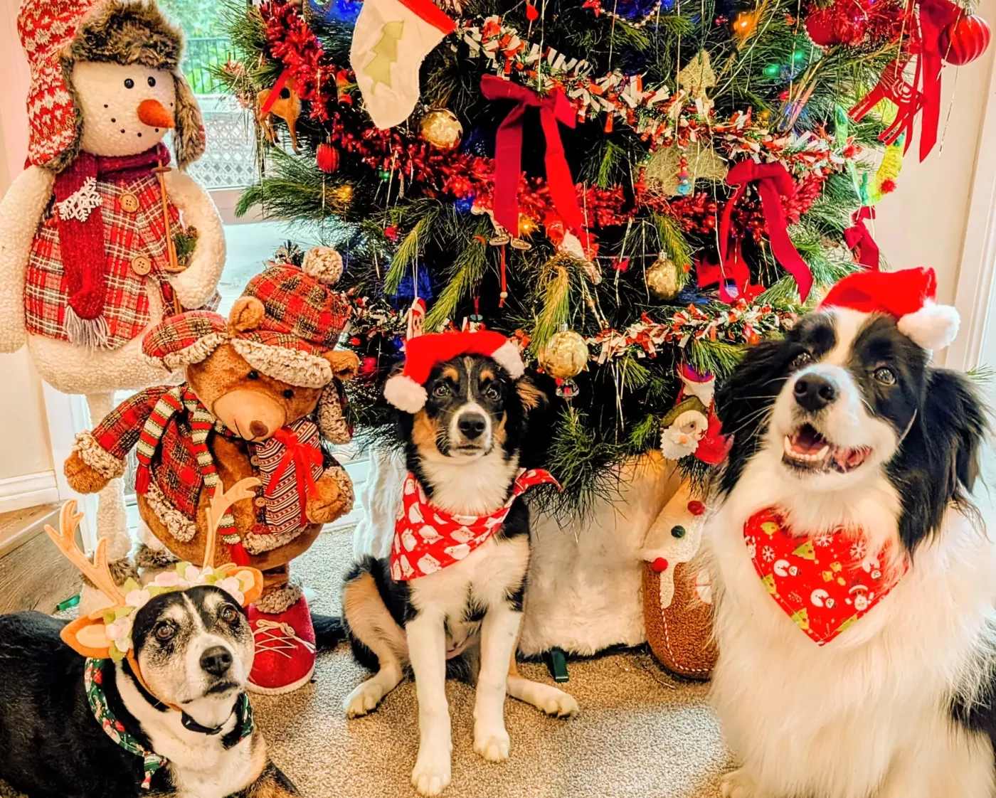 Merry Christmas from Mad Dogs!