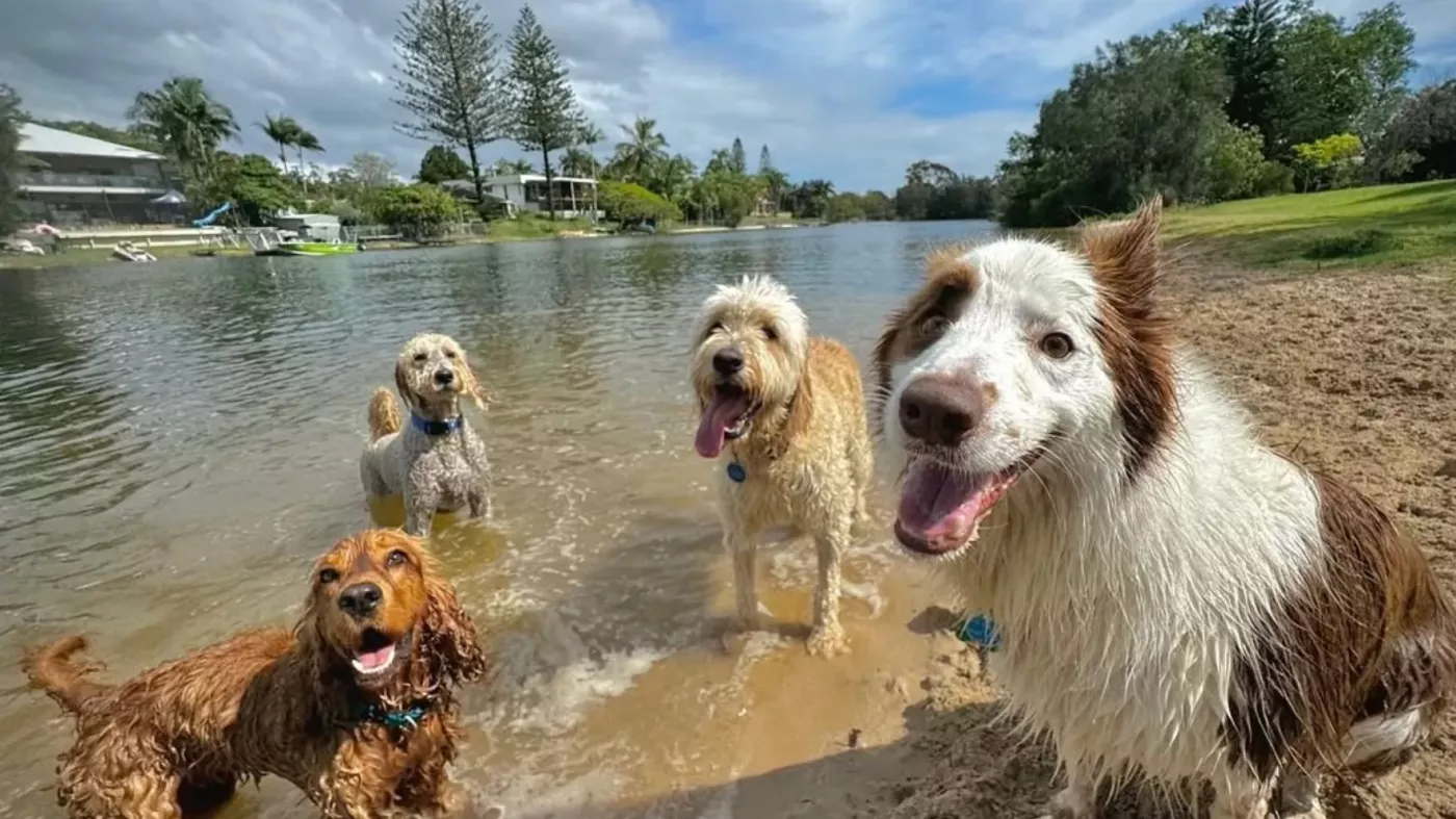 Melbourne dog walking service 
