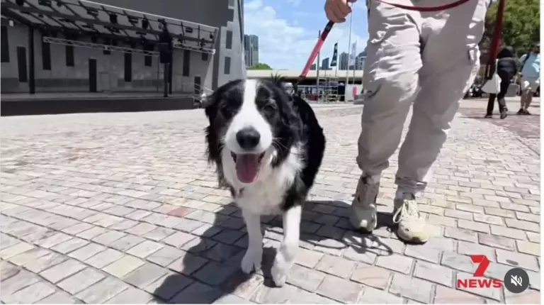Fed Square Seagull Dogs