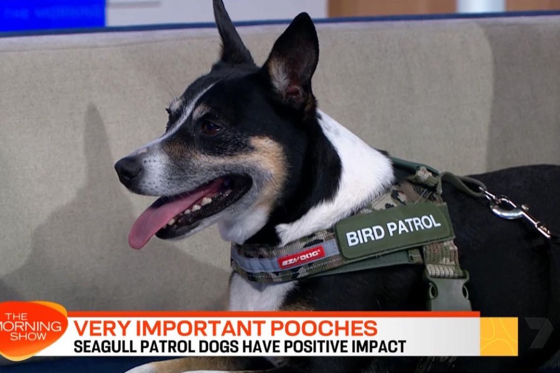 Screenshot from the morning show