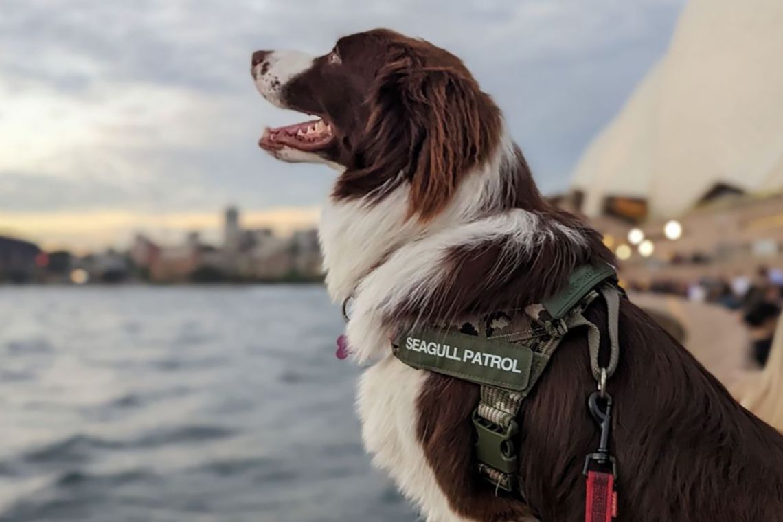 Seagull Patrol Dog