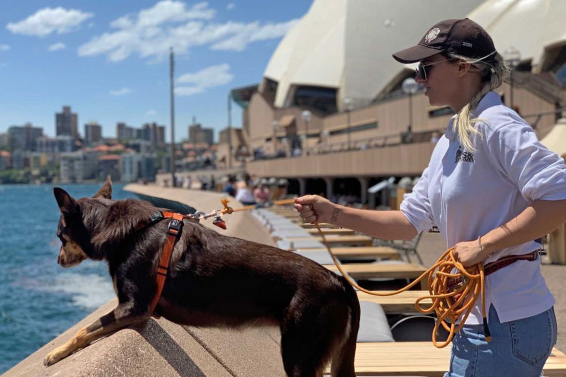Seagull Patrol at the Sydney Opera House