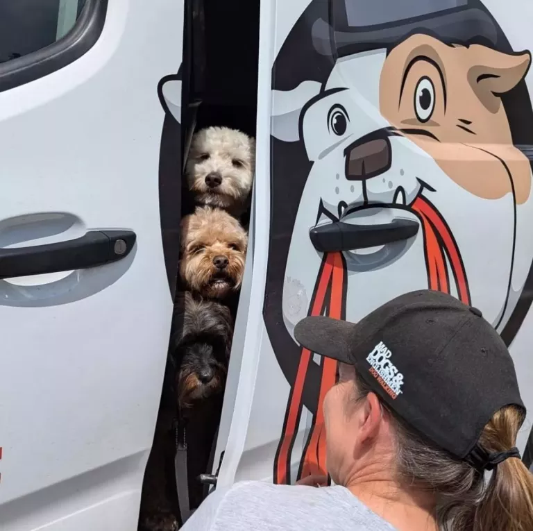 .Gold Coast Central Dog Walker