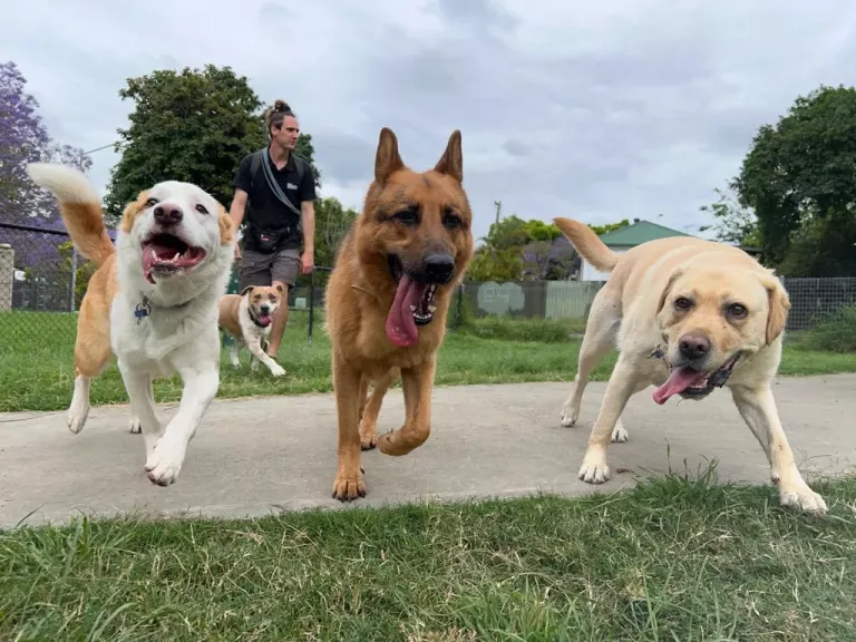 .Dog Walker Brisbane West